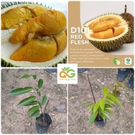 amingrow- 🌱Anak pokok Durian IOI/101/Hajah Hasmah/D168 (Durio zibethinus)- pokok buah🌱