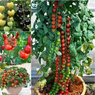 TOMATO SEEDS, DWARF TOMATO, BLACK TOMATO - High Germination, Easy to Grow, Good Quality