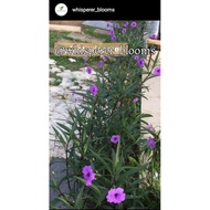 Mexican Petunia (Ruellia Simplex) / Purple / Cuttings / Keratan Ruellia Purple