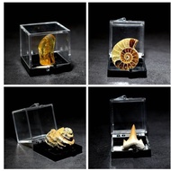 Natural Biological Fossil Shell Ammonite Clover Conch Tooth Cat Ore Fossil Rough Stone Marine Life S