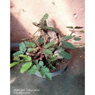 READY Bonsai bahan dari tanaman rumput riut/putri malu