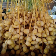 ANAK POKOK KURMA KUNING