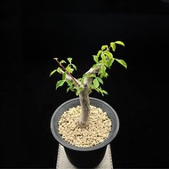 SG2557-未命名沒藥Commiphora sp ‘Vitengeni’優選矮樁🔥多肉植物小盆栽禮物🔥