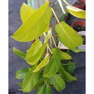 ANOR - Philodendron Eurebescen / Malay Gold Live Plant