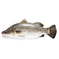 [Frozen] Ikan Siakap (1kg)