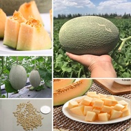 Local Ready Stock 20 Pcs Seeds Hami Melon Seeds Green Sweet Fruit Vegetable Bonsai Plant Japan Canta