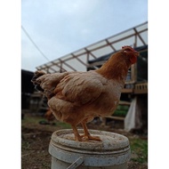 Telur Tetas / Fertil Ayam Merawang