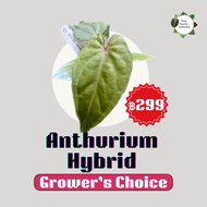 Anthurium Hybrid (Grower Choice)/ หน้าวัวไฮบริด (สุ่มต้น)