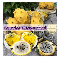 20pcs Seed Ecuador Yellow Bird Nest Pitaya Dragon Fruit Rare Benih Biji Buah Naga Kuning黄燕窝火龙果种子