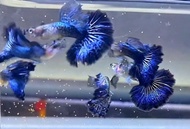 GUPPY BLUE DRAGON DUMBO HALFMOON PAIR (GRADE)