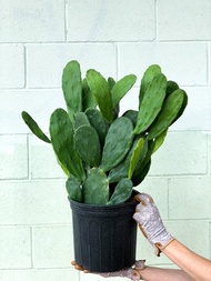 Pokok Cactus Hidup / Bunny ear cactus / Opuntia Microdasys / Kaktus