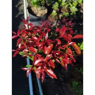 Maroon Eugenia Color for landscaping