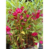 Biji Benih Bunga Keembong / Balsam seeds mix
