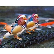 - telur bebek hias mandarin duck '