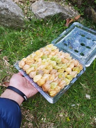 Buah ciplukan/golden berry/cecenet segar 1/2 kg