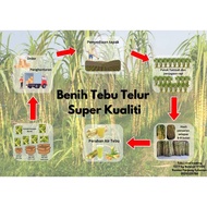 Benih Tebu Telur Super Kualiti / Sugarcane Seeds Kotak Size L