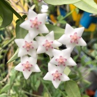 貝拉毬蘭Hoya