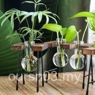 Transparent Transparent Glass Vase Green Dill Hydroponic Glass Bottle Living Room Creative Fresh Des