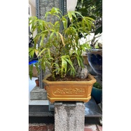 CEMENT PLANT POT RECTANGULAR GRINDING STONE 35X25X15 GOLD METAL 5KG