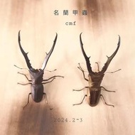 【美他力佛細身赤鍬形蟲-公蟲】cmf 3月初品 可動模型 成蟲