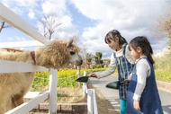 暑假預購折2000｜神戶動物王國.布引香草園.須磨海洋世界.達摩勝尾寺.金閣寺.神戶塔五日｜台中出發