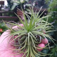 Airplanr-T.ionantha druid clump