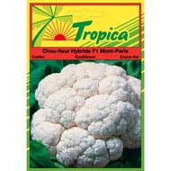 Cauliflower Seeds By Tropica  (50 Seeds) Professional Seeds