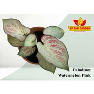 KF - Caladium Watermelon Pink - Keladi Watermelon Pink // Rare // Live Plant // KFTANGARDEN