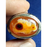 MATA Nungga Stone Coralnatural, BIG Eye Fish Nunggal Coral Stone/, Big Eye Fish