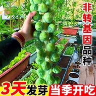 Ready Stock Quick Shipment Holding Kale Seeds Kale Seeds Spores Kale Seeds Vegetable Seeds Purple Ho