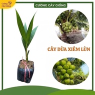 F1 DWARF COCONUT SEED TREE - SUPER FRUIT DWARF BODY, COOL SOFT DRINK