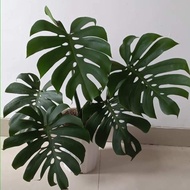 MONSTERA KING