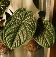 “Ultra Dark Round Shape” Anthurium luxurians 奢華花燭 天南星科植物