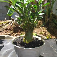 bibit bonsai adenium