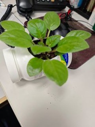 非洲紫羅蘭盆栽