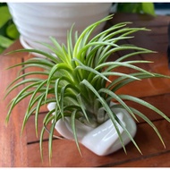 Tillandsia ionantha “Thai Druid”
