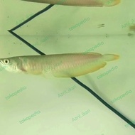 Ikan Arwana Silver Berazil