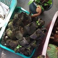 เฟิร์นกีบแรด Giant fern Angiopteris evecta (G. Forst.) หน่อว่านกีบแรด ขนาด 1-2 กิโลกรัม ปลูกเป็นว่าน