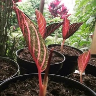 Aglaonema Red Sumatra Tanaman