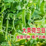 Ready Stock Quick Shipment Dutch Bean Seed Seed Pea Sprout Four Seasons Sweet Vegetable Pea Seed Pea