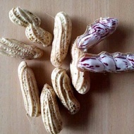 kacang tanah basah/kacang lurik/kacang madu super 1kg