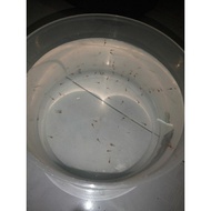 live fish swadtail molly