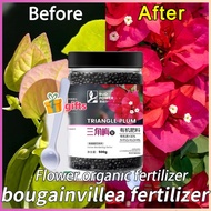 500g Bougainvillea Flowering Accelerator Bougainvillea Fertilizer (Free Gift with Purchase)