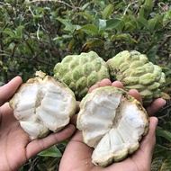 Buah Nona Hijau Daun Nona