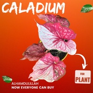 Keladi Murah/Keladi Viral/Pokok Keladi Red Clown I Red Clown Caladium [ 1 Pokok]