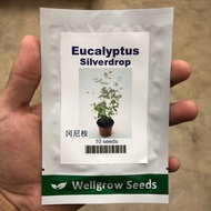 Benih Eucalyptus Silverdrop Cap Wellgrow Seeds(10 biji)