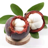 Sg Thailand Imported Mangosteen Seeds North Southern Mangosteen Fruit Seeds Family Potted Fruit Seed