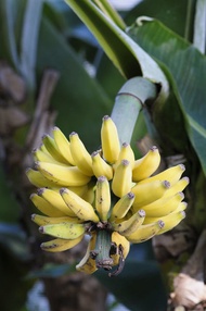 [TO KLANG VALLEY ONLY] Pisang Serendah / Dwarf Cavendish Banana (Musa acuminata Dwarf Cavendish) - P