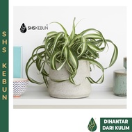 Spider Plant Curly 卷叶吊兰/法国女郎吊兰 Hanging Plant Indoor Live Plant SHS Kebun