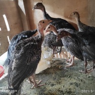 Ayam Kalkun anakan Usia 2 bulan sehat sehat garansi hidup